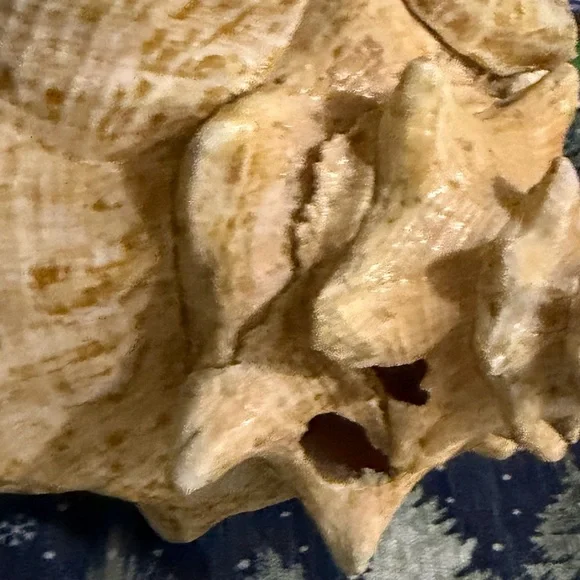 Large Queen Conch shell - Picture 2 of 2